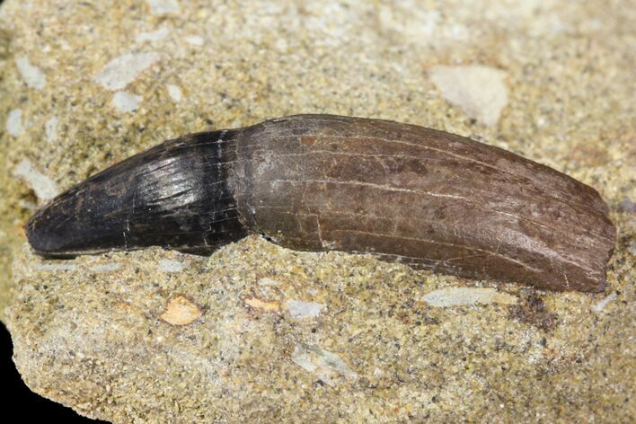 Rooted Crocodile Tooth in Matrix - Hell Creek Formation #81640